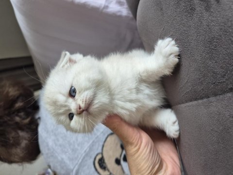 Scottish fold blue point yavru antalya