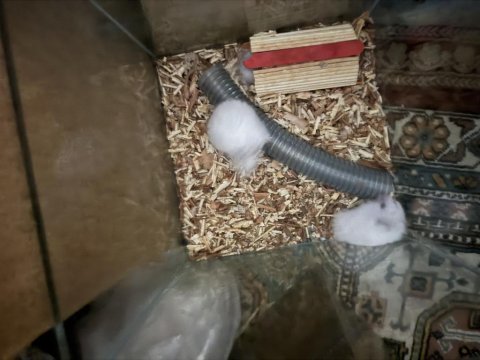 Dişi hamster