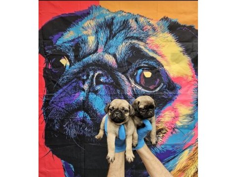 A kalite sıfır burun pug bebekler