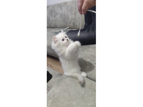 65 günlük mavi gözlü british longhair