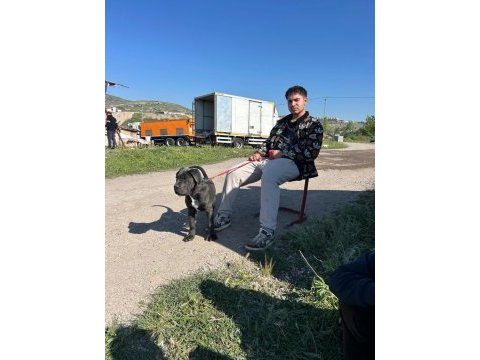 Safkan blue cane corso