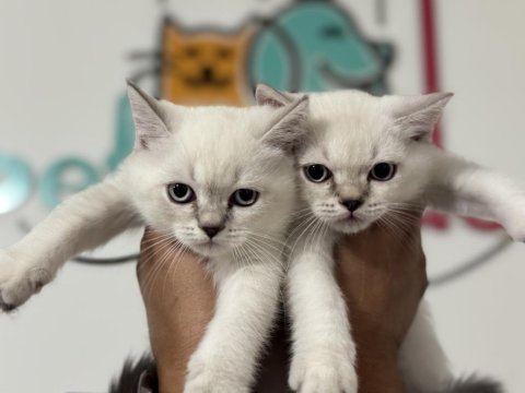 En güzel british shorthair ve scottish fold yavrularımız
