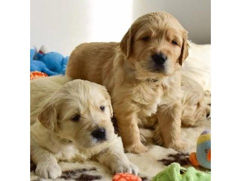 Golden retriever yavruları