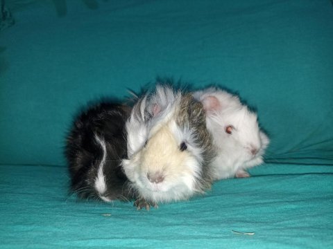 Kapıya teslim guinea pig setleri