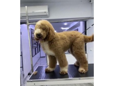 Full eğitimli 6 aylık dev poodle erkek yavru