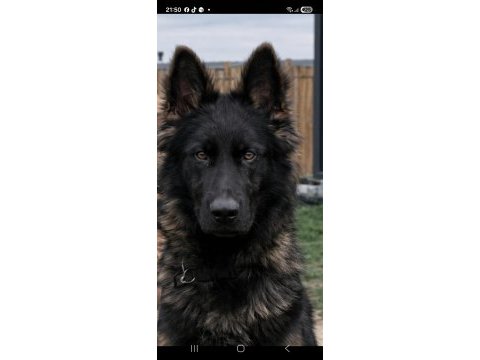 İyinin iyisini isteyene özel malinois