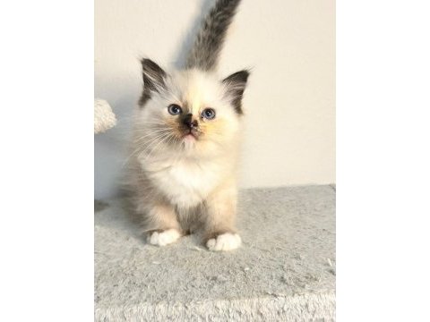 Seal tortie mitted ragdoll yavrular