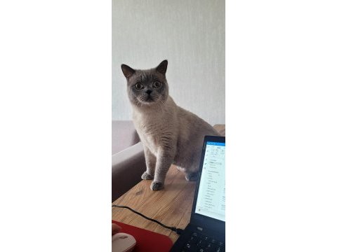 Acil tamamen ücretsiz british shorthair
