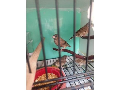 Kesik boyun ispinozu turuncu ve kırmızı