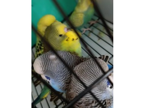 Jumbo muhabbet kuşu yavrulari