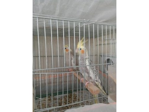 Sultan papağanı çift