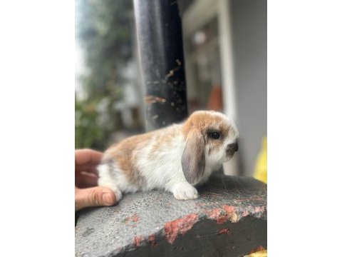 Hollanda lop tavşanlarımız