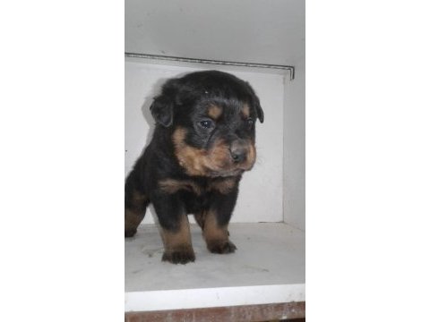 Rottweiler yavru köpekler