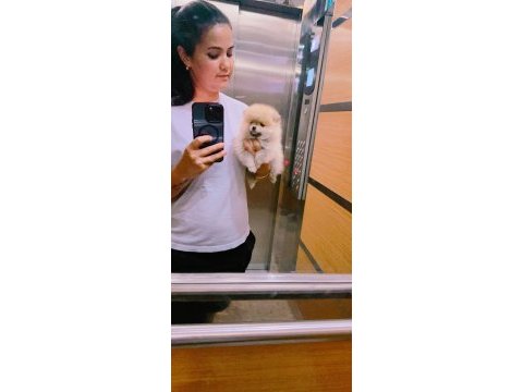 2 aylık pomeranian pet eğitimi devam ediyor