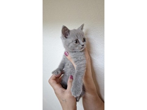 British shorthair acil sahiplendirilecek