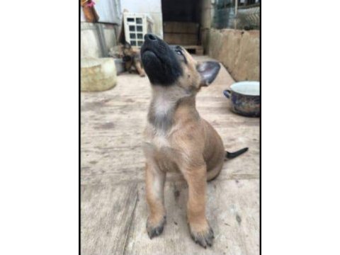 Belçika kurdu malinois yavru