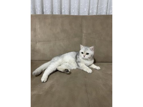 Harika silver scottish straight kedilerim (hamile)