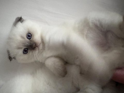 Scottish fold yarım kırık kulak