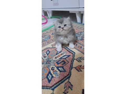 Pofuduk british longhair paşalar