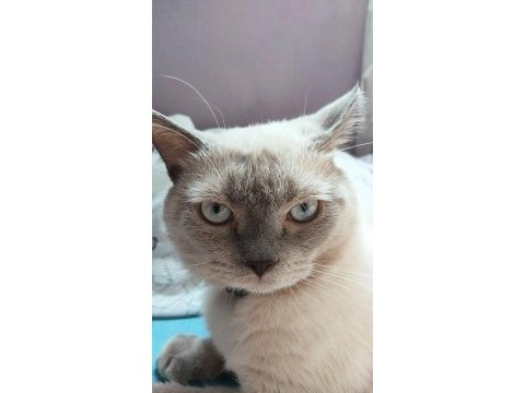 British blue point