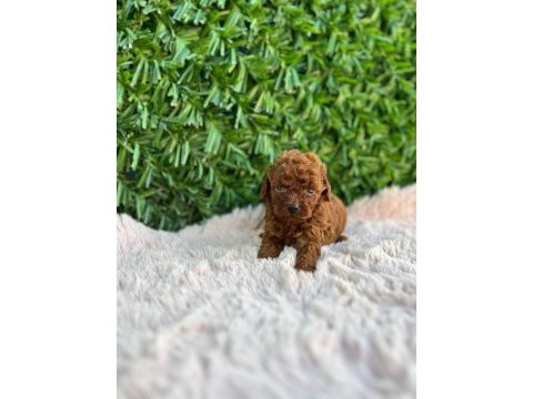 Toy poodle bebekler