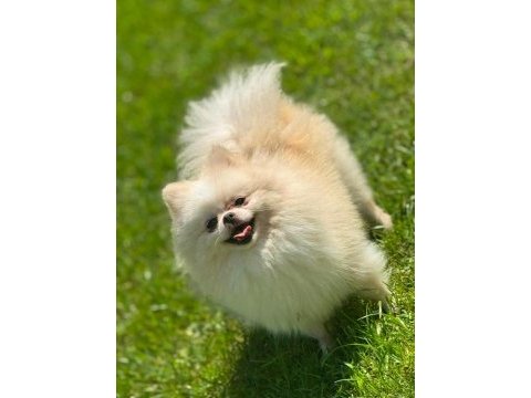 Sağlık ve ırk garantili pomeranian