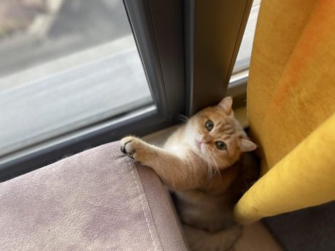 11 aylık british shorthair gold