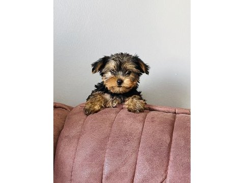Çok şeker yorkshire terrier