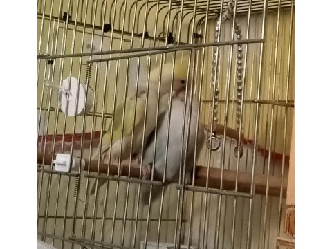Yüksek mutasyon albinolu sevda papağanı takımı