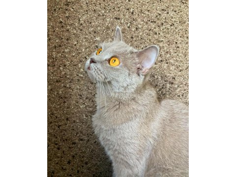 British shorthair antalya