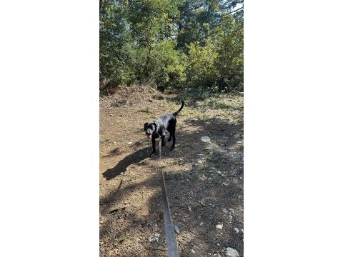 Altı aylık dişi labrador