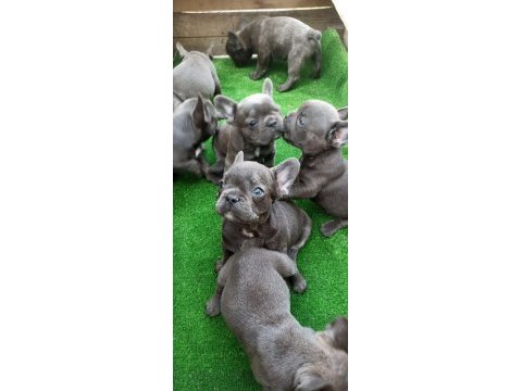 Blue üst kalite french bulldog bebekler