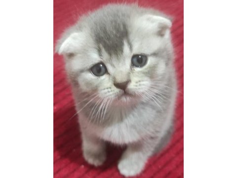 British shorthair kedimiz