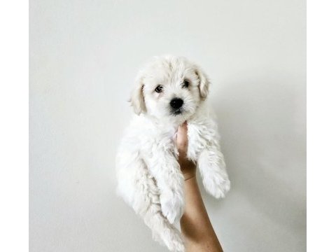 Mini boy maltese köpekler
