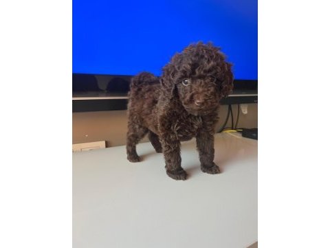 Toy poodle yavrular