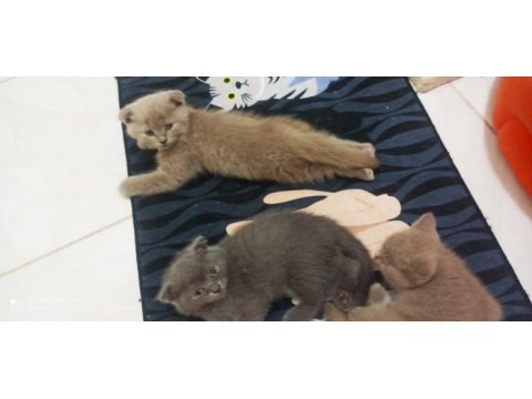 Scottish fold hair long blue point