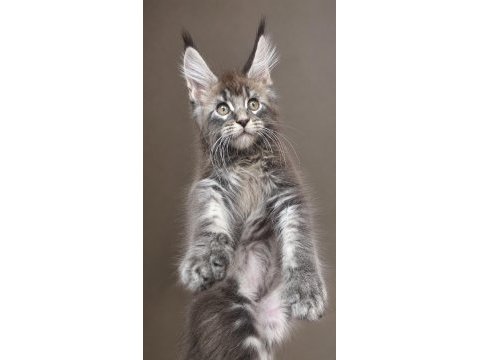 Tam bir vaşak xxxl erkek maine coon