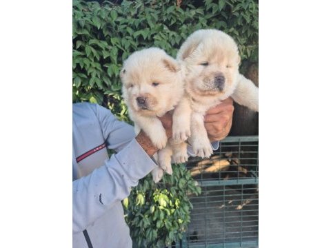 Chow chow bebeklerimiz