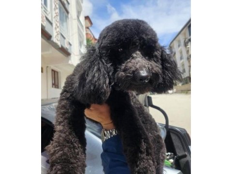 Toy poodle siyah erkek uygun