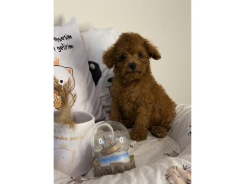 Dişi kore poodle