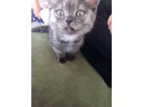 Kedi british shorthaır