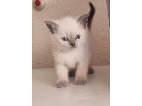 Mavi gözlü scottish fold yavrular