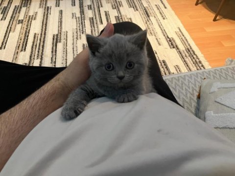 Safkan çok tatlı british shorthair yavrular