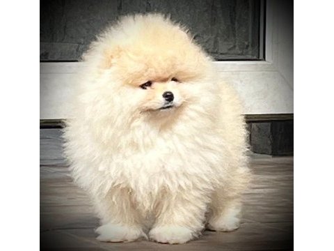 Fcı export sçr li teddy face pomeranian petmode den