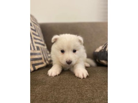 Samoyed kartopu bebekler