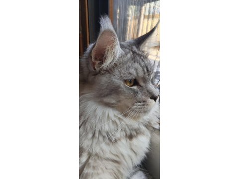 3xxxl 1 dişi ve 1 erkek eş takım maine coon