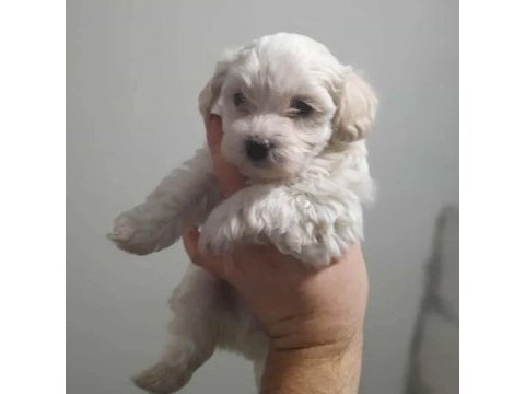 Maltese yavru köpekler
