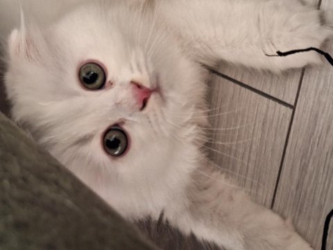 Erkek yavru scottish fold