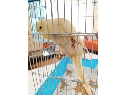 Yeni yeme düşen cremio show erkek muhabbet kuşu