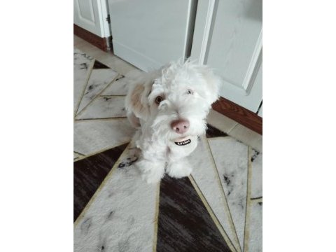 Terrier çipli köpeğimiz